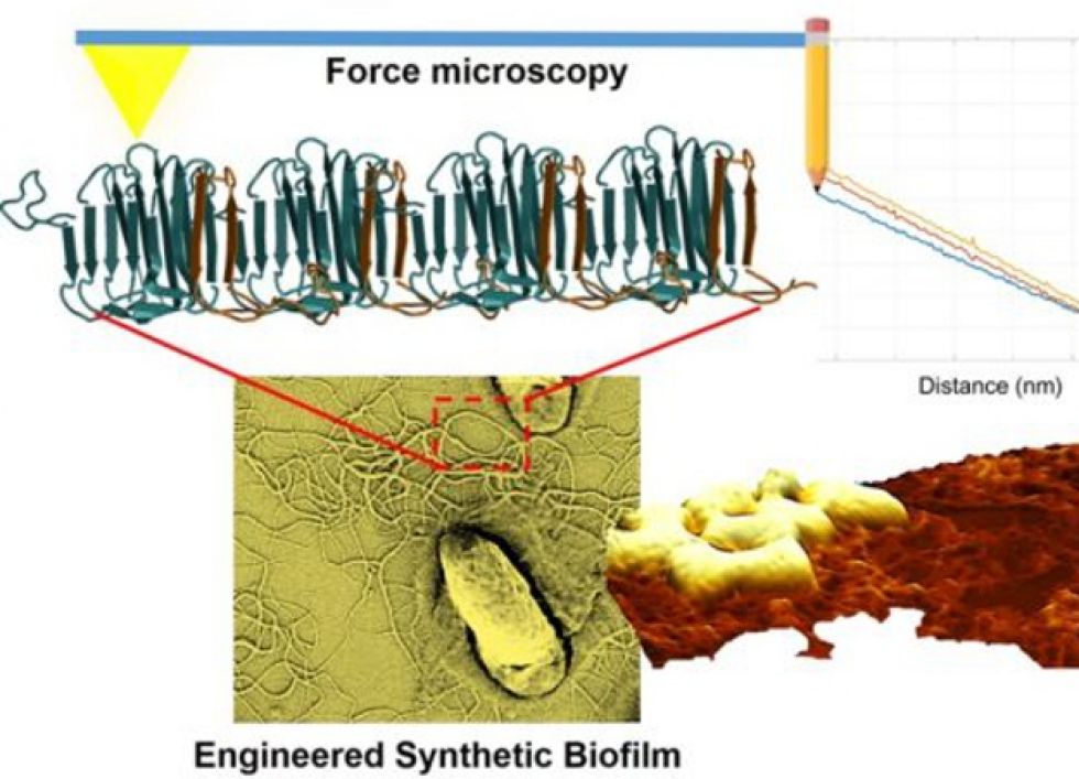 Atomic Force Microscopy Imaging and Spectroscopy of Biological Materials
